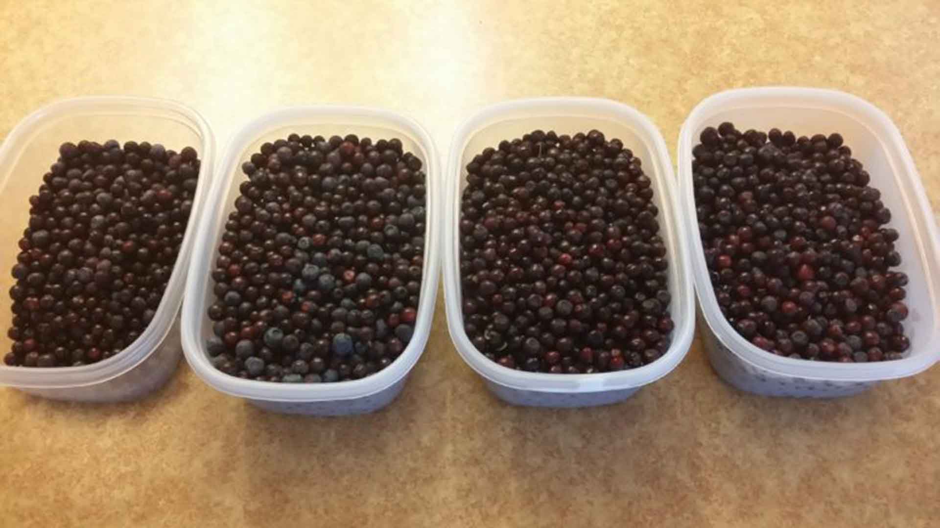 Picking Huckleberries